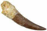 Fossil Plesiosaur (Zarafasaura) Tooth - Morocco #296328-1
